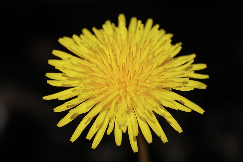 Summer yellow petals