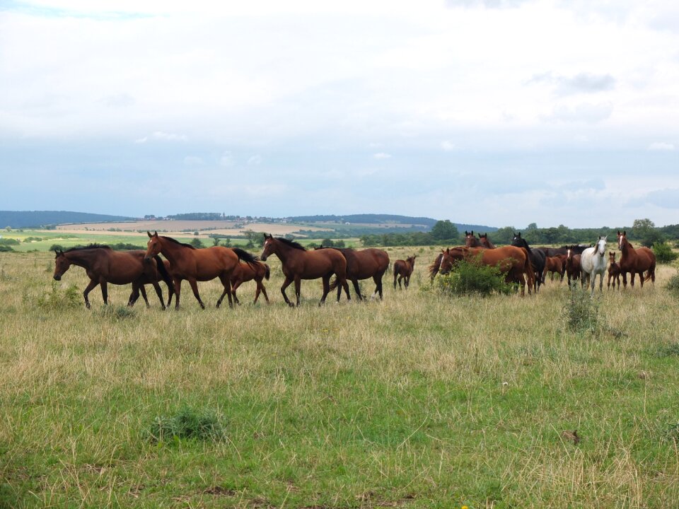 Group wild horses warmblut