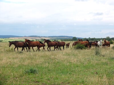 Group wild horses warmblut photo