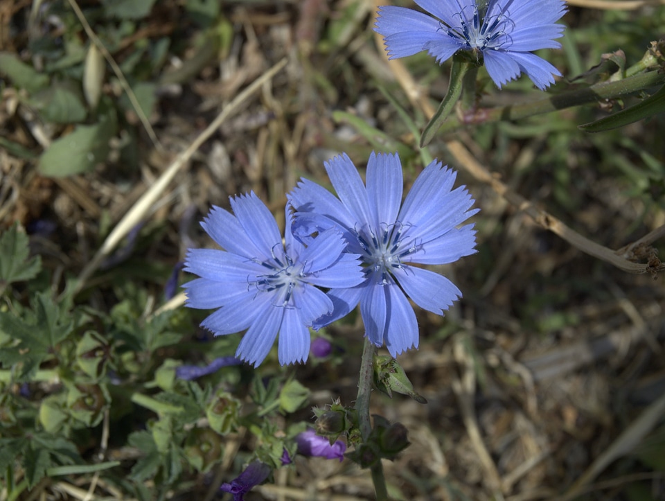 Flower blue nature