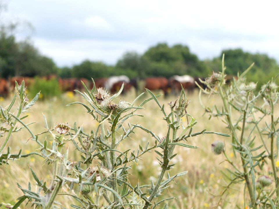 Horse pasture plant panorama