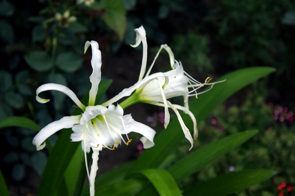 Garden green white