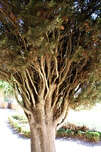 Branch coniferous tree macro