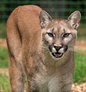 Feline beautiful portrait
