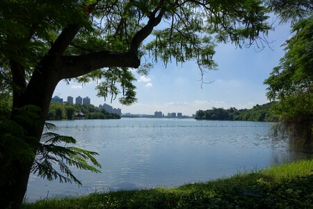 Trees green 灣 chengching lake of kaohsiung