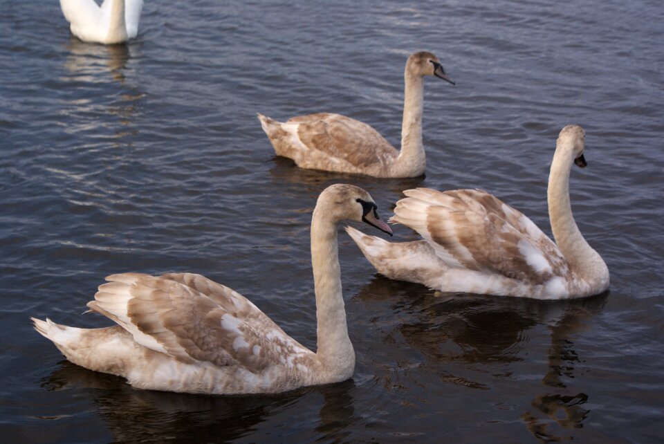 Swans water bird a young bird