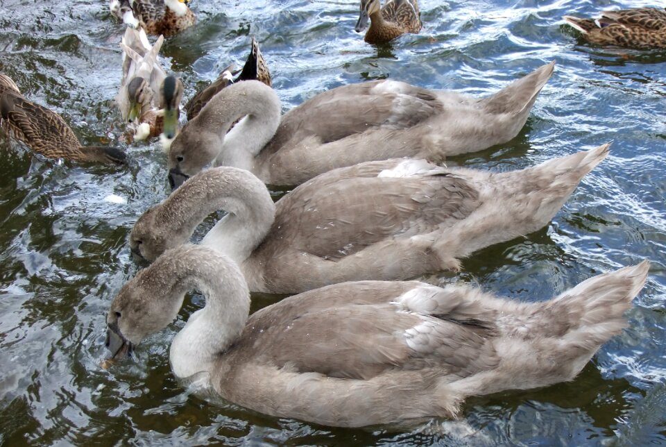 Three trio wild photo