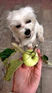Pet apple the hand