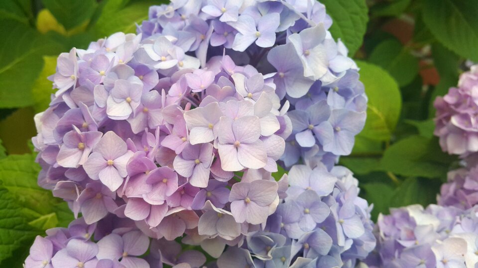 Pink plants flowers photo