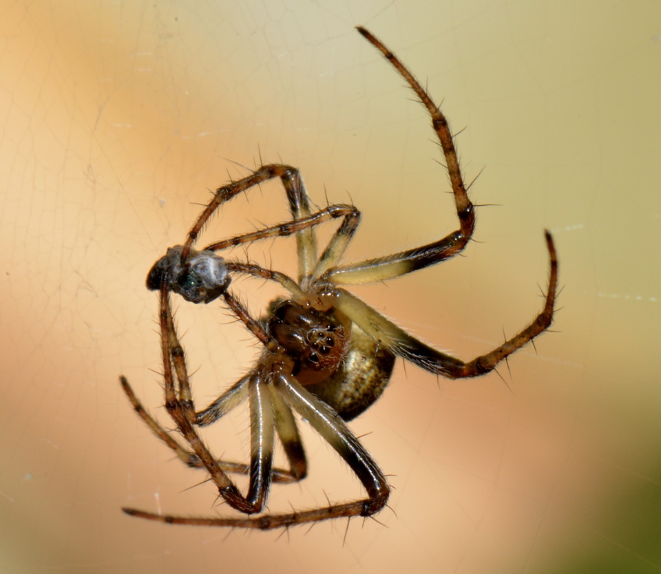 Macro prey animal