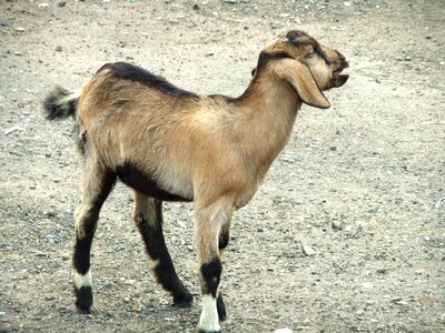 Goat younger kids