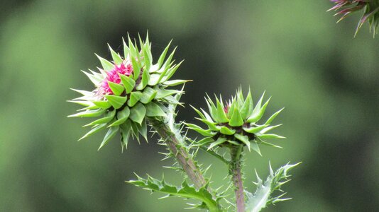 Flower cirsium vulgare thrones