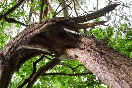 Broken wood morsch