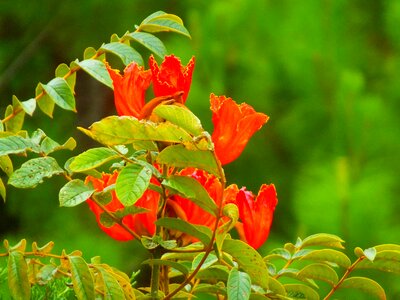 Honduras nature shrub