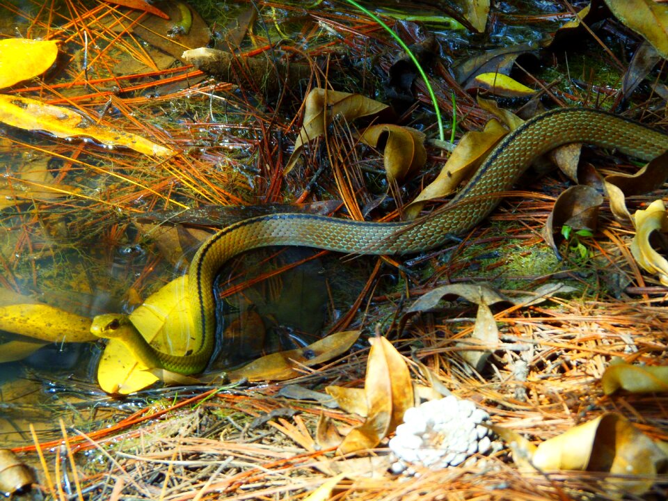 Animal nature venom