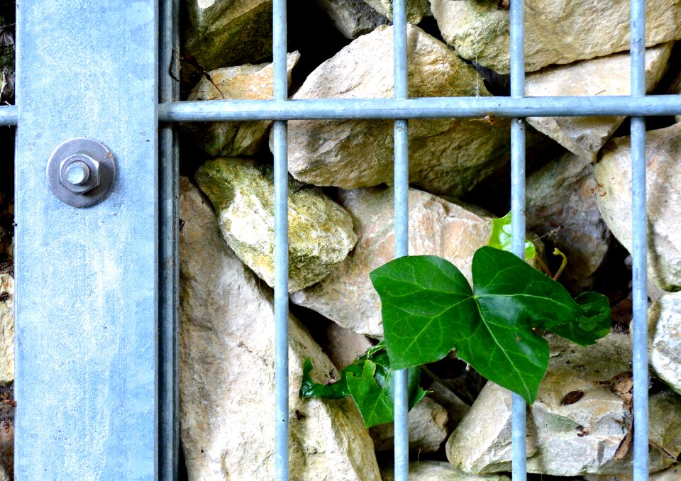 Gabion wall garden