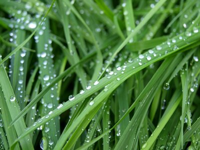 Green dewdrop drop of water photo