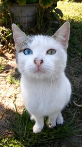 Different eye color pet white skin photo