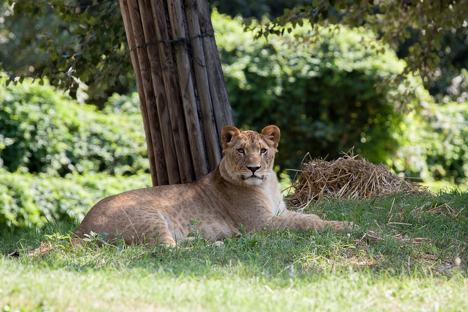 Nature park zoo predator photo