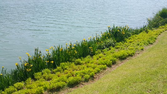 Nature summer lake photo