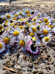 Meadow spring white