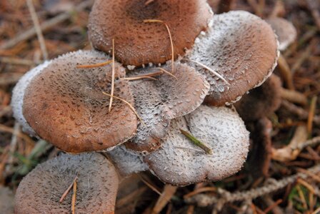 Autumn brown agaric