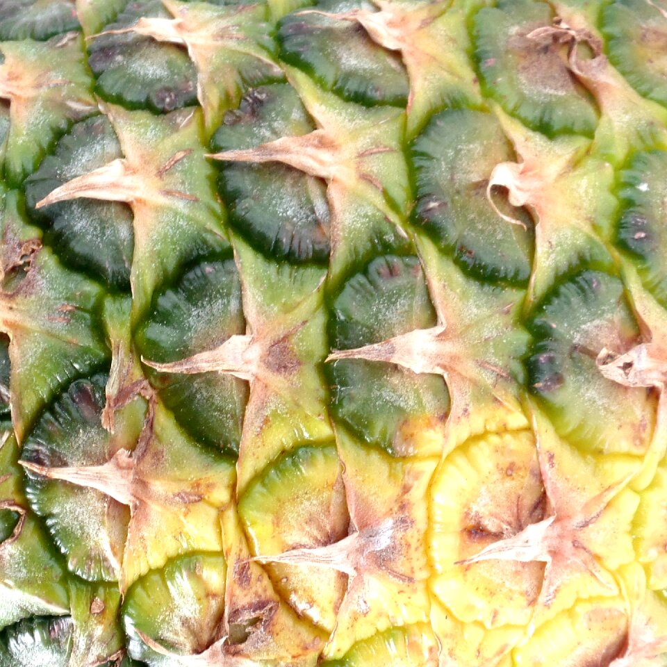 Plant exotic fruits