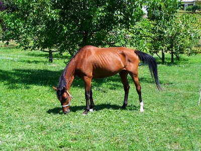 Brown horse grazing animals ungulates