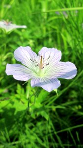 Flower grass green photo