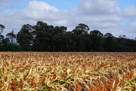 Agriculture grass grain photo