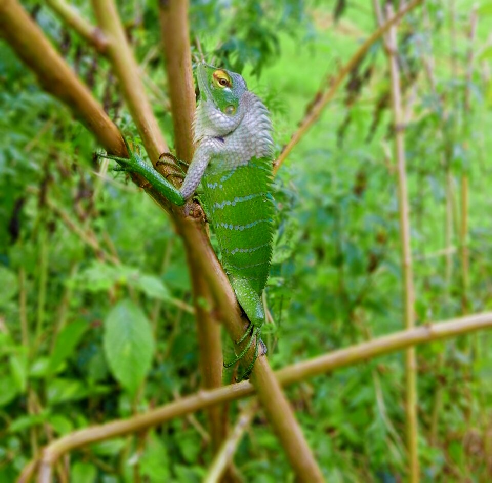 Green nature