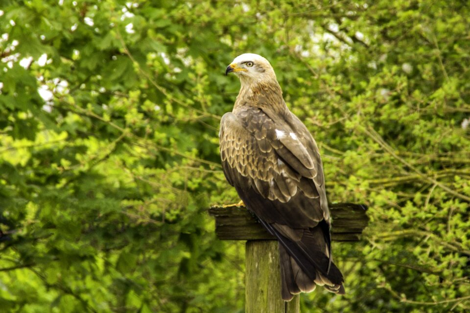 Nature feather beak