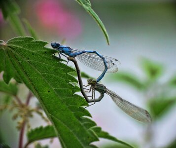 Insect nature macro