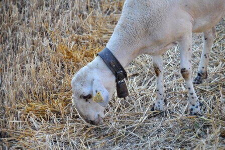 Flock farm animal