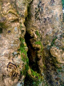 Crack trunk