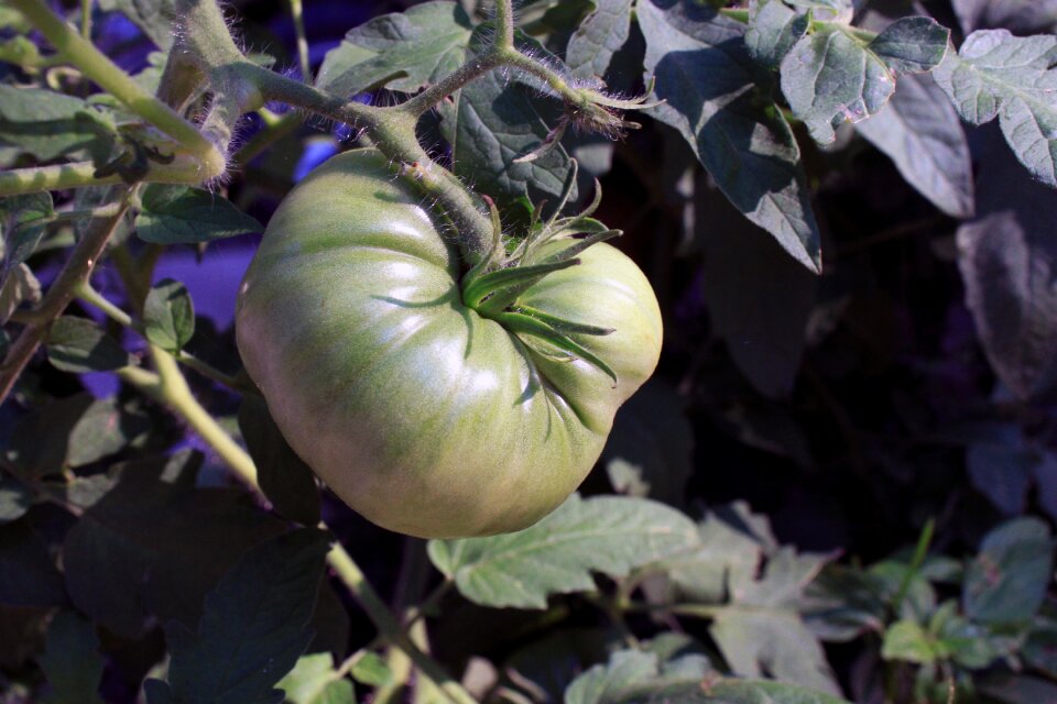 Garden changing unripe