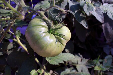 Garden changing unripe