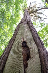 Wood nature forest