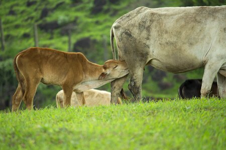 Mother pasture baby animal photo