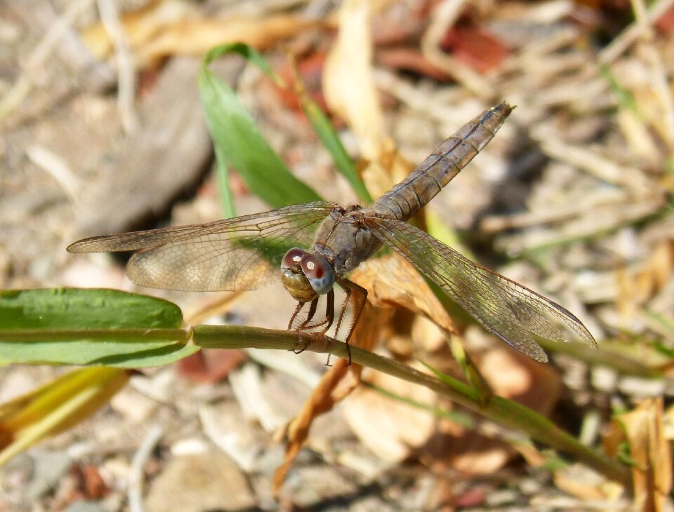 Grey dragonfly detail stem