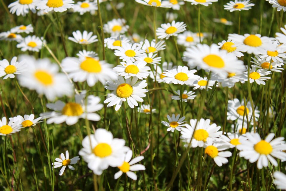 White nature spring