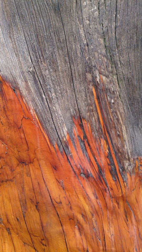 Cypress bark texture bark texture