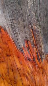 Cypress bark texture bark texture photo