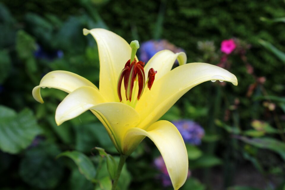 Flower nature plant