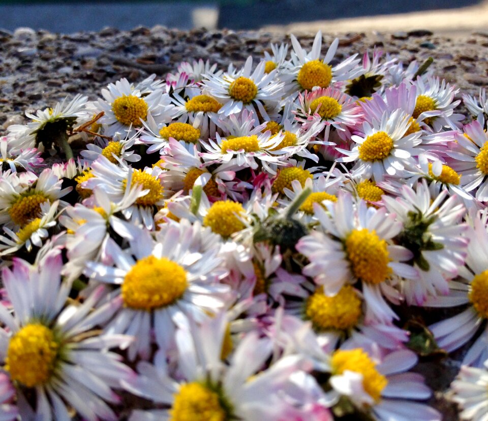Meadow spring white