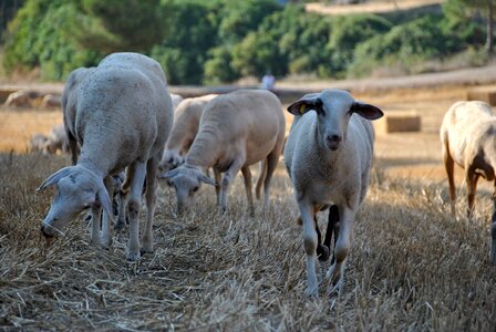 Flock farm animal photo