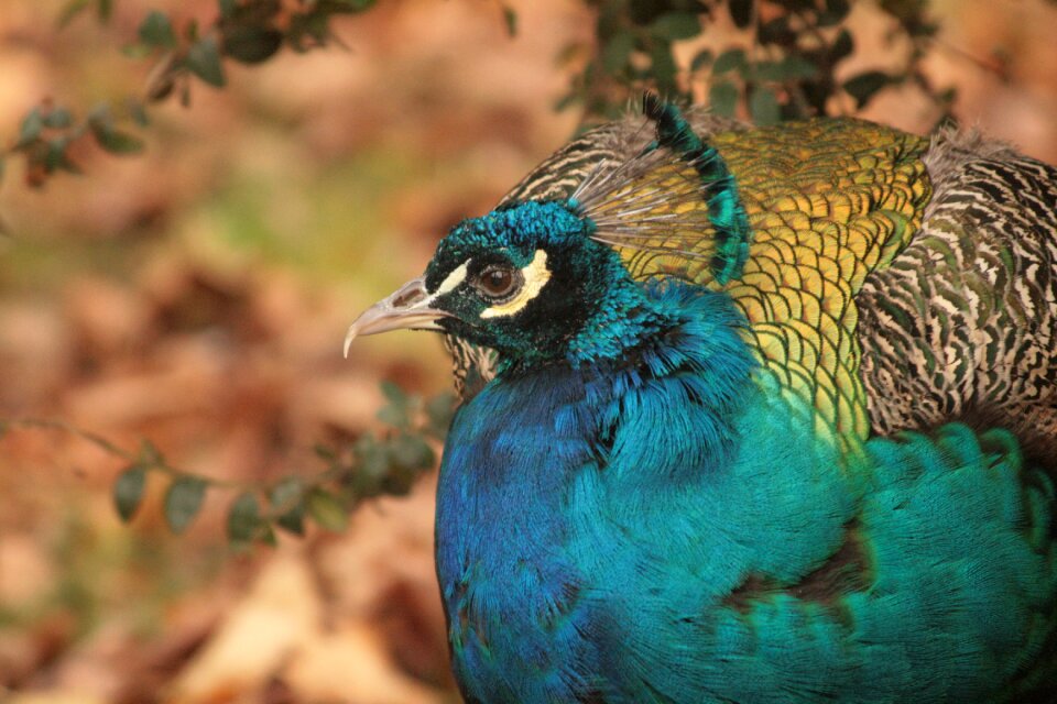 Peacock bird blue