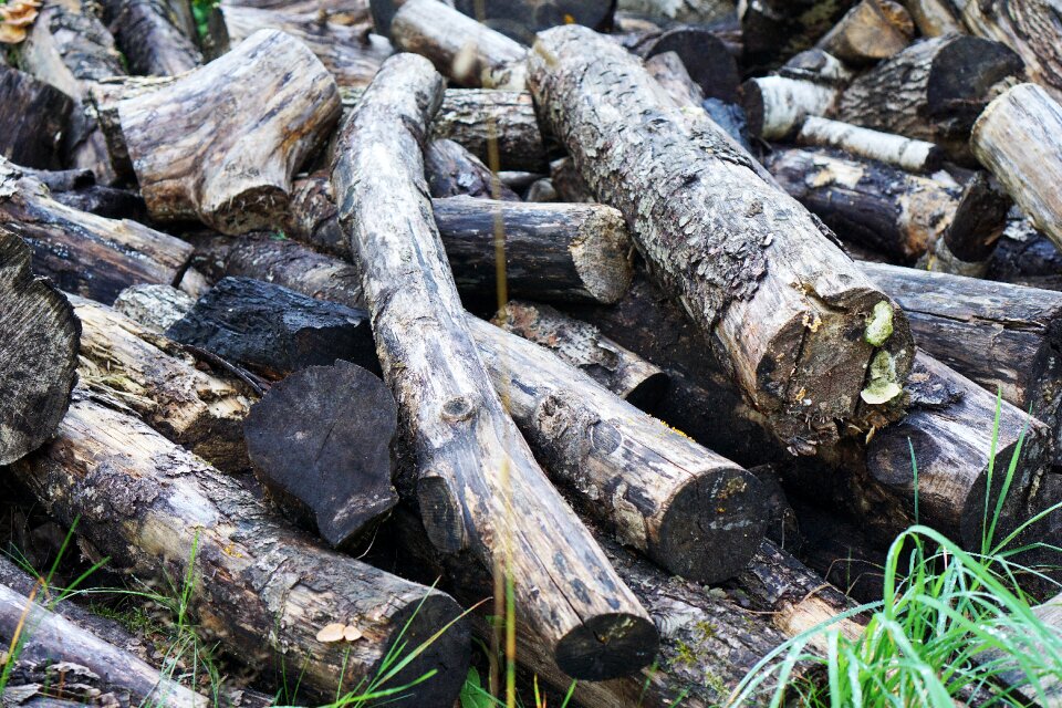 Logs branches old