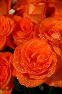 Flowers orange dew