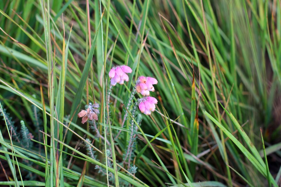 Small flower flower plant